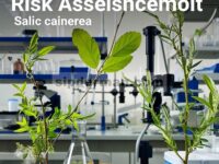 Penilaian risiko komoditas tanaman Salix caprea dan Salix cinerea dari Inggris