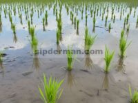 Karakteristik Jenis Tanaman dan Ketahanan Rebah pada Padi Sawah Tanpa Awak dengan Kecambah Dasar Optimal