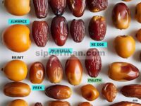Karakterisasi Tahap Pematangan dan Komposisi Fenolik Buah dari Berbagai Kultivar Kurma ( Phoenix dactylifera L.) di Australia