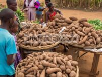 Stabilitas hasil varietas lokal ubi air ( Dioscorea alata L) dibandingkan dengan varietas unggul di berbagai lingkungan dan kualitas kulinernya di Republik Benin