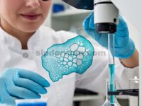 Suplementasi β-Nicotinamide Mononucleotide pada Ibu Menurunkan Angka IUGR dengan Meningkatkan Fungsi Mitokondria pada Plasenta Babi melalui Jalur AMPK/PGC-1α
