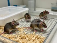 Hidrolisat Dedak Oat Meredakan Stres Oksidatif dan Peradangan pada Tikus Penuaan yang Diinduksi d- Galaktosa