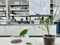 Pengaruh dan Mekanisme Fisiologis Penyemprotan Seng-Asam Fulvik pada Daun terhadap Akumulasi Kadmium dan Seng pada Tanaman Padi ( Oryza sativa L. ): Wawasan dari Analisis Metabolomik