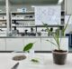 Pengaruh dan Mekanisme Fisiologis Penyemprotan Seng-Asam Fulvik pada Daun terhadap Akumulasi Kadmium dan Seng pada Tanaman Padi ( Oryza sativa L. ): Wawasan dari Analisis Metabolomik