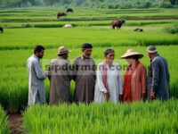 Meningkatkan Keragaman Pangan dan Keamanan Gizi Melalui Keragaman Produksi Pertanian: Bukti dari Daerah Sawah Hujan di Punjab Selatan, Pakistan