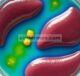 Nanopartikel poli(laktat-ko-asam glikolat)-albumin untuk pengiriman capsaicin yang ditargetkan dalam mengurangi penyakit hati berlemak non-alkohol: Studi in vitro